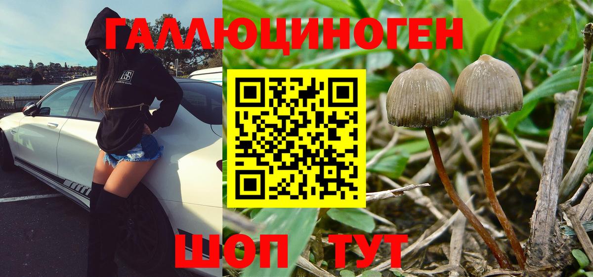 Галлюциногенные грибы Psilocybine cubensis Саранск
